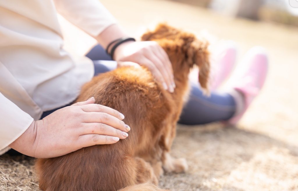 アニマルレイキヒーリング