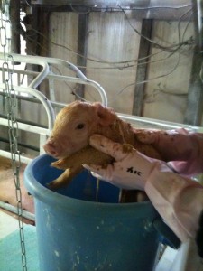 アニマルレイキ豚