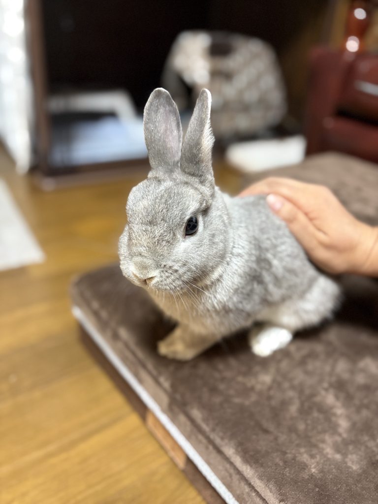 朝のアニマルレイキ1