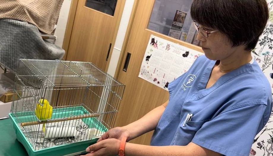 アニマルレイキとは