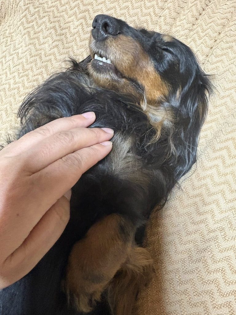 アニマルレイキとは