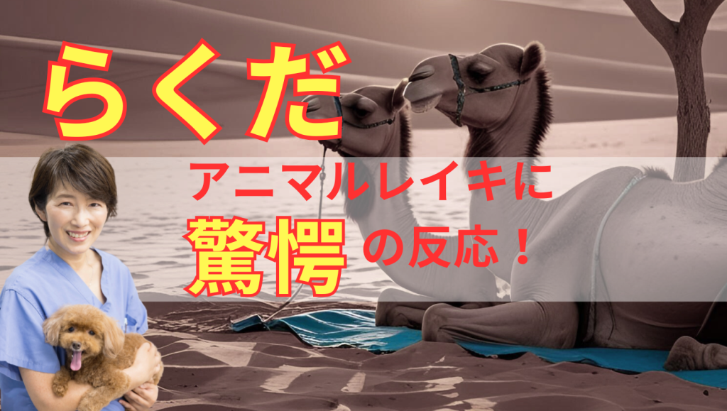 らくだのアニマルレイキ