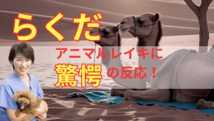 らくだのアニマルレイキ
